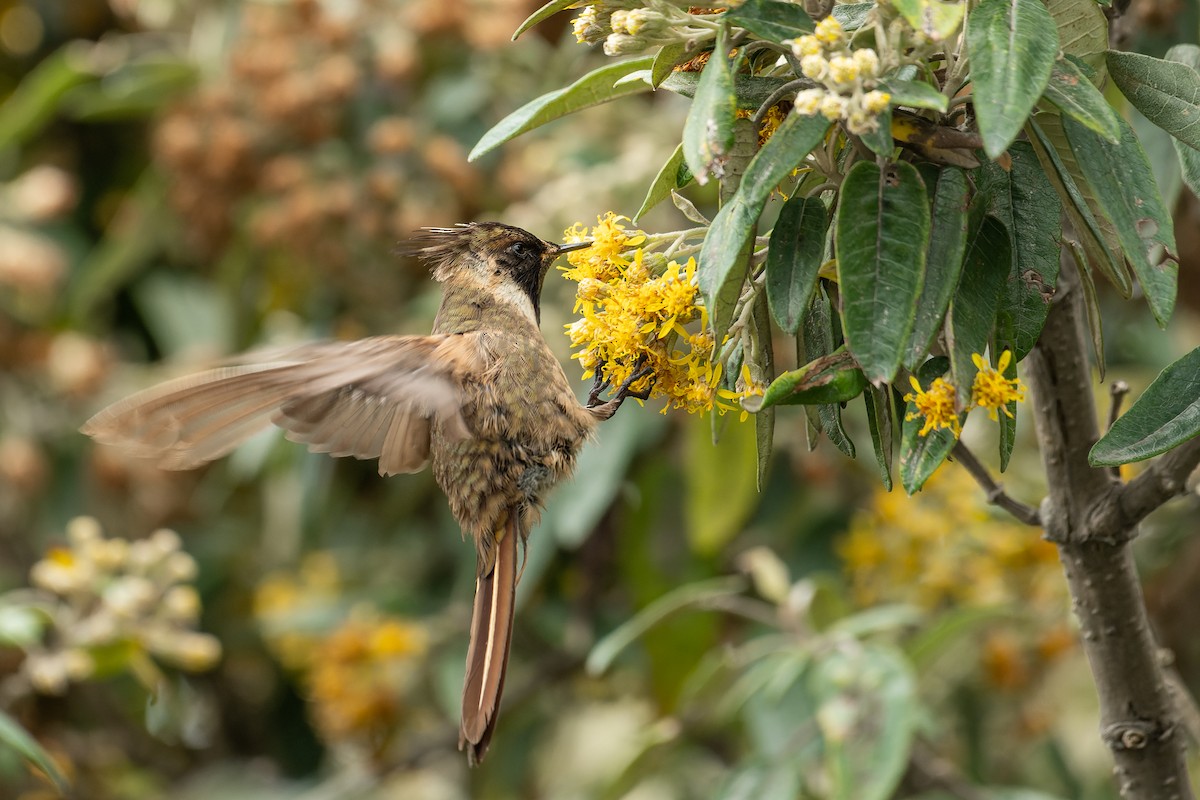 Buffy Helmetcrest - ML644125192