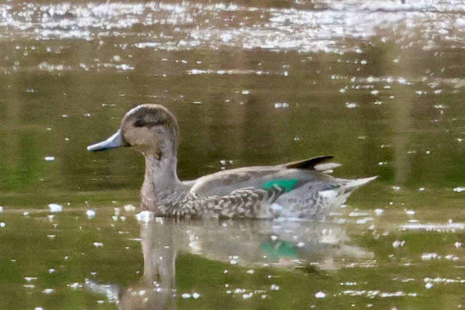 Green-winged Teal - ML644125194