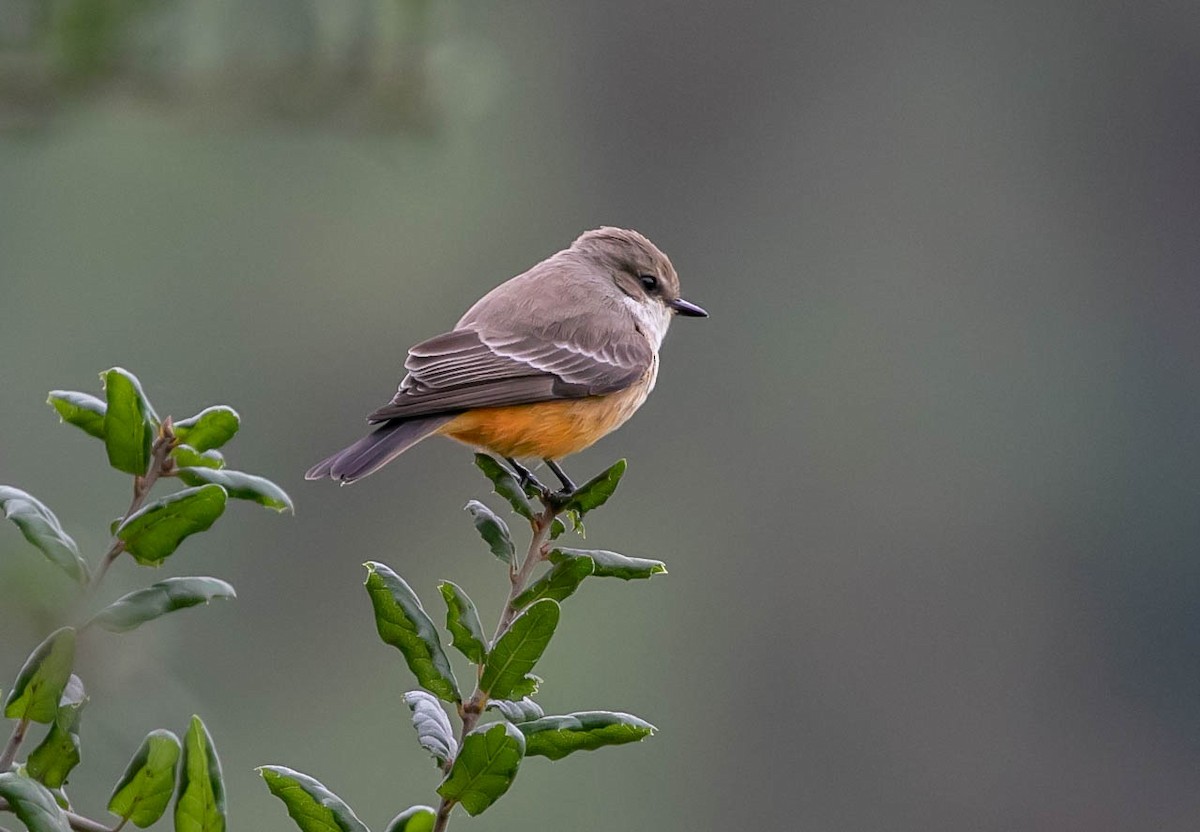 Vermilion Flycatcher - ML644125195