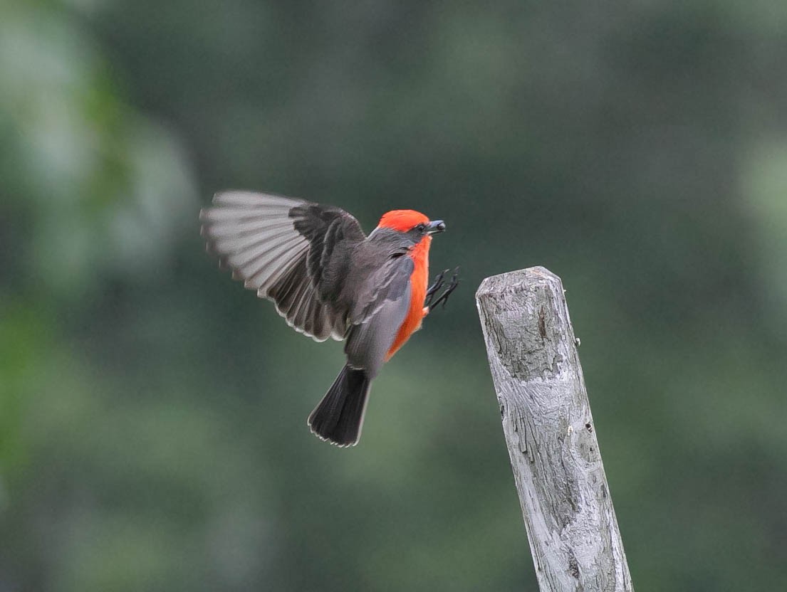 Vermilion Flycatcher - ML644125198