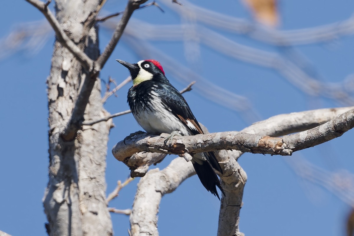 Acorn Woodpecker - ML644125201