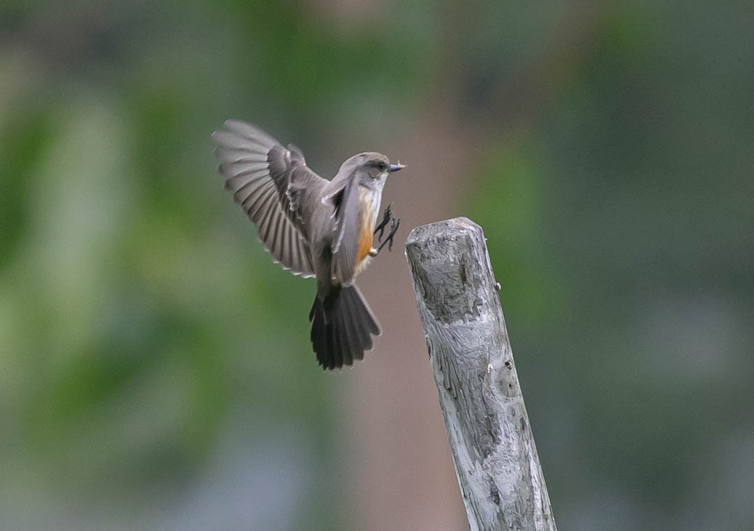 Vermilion Flycatcher - ML644125204