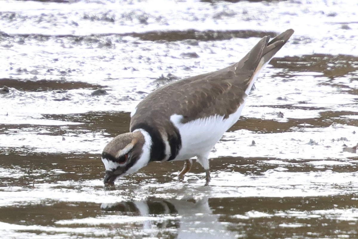 Killdeer - ML644125205