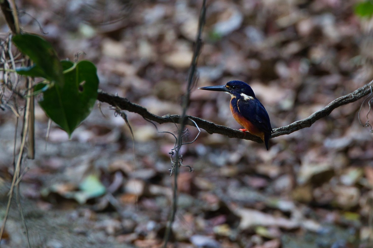 Azure Kingfisher - ML644125206