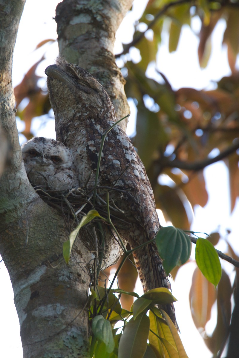 Papuan Frogmouth - ML644125209
