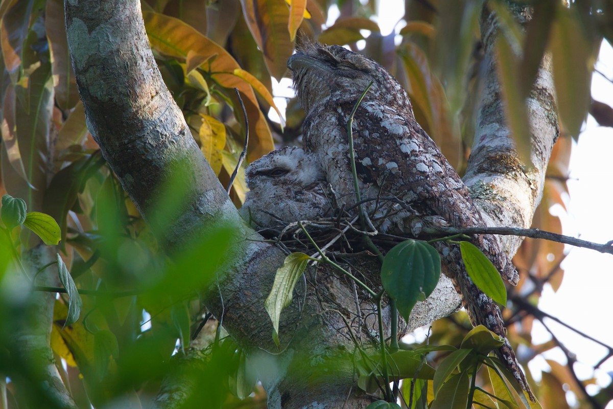 Papuan Frogmouth - ML644125210