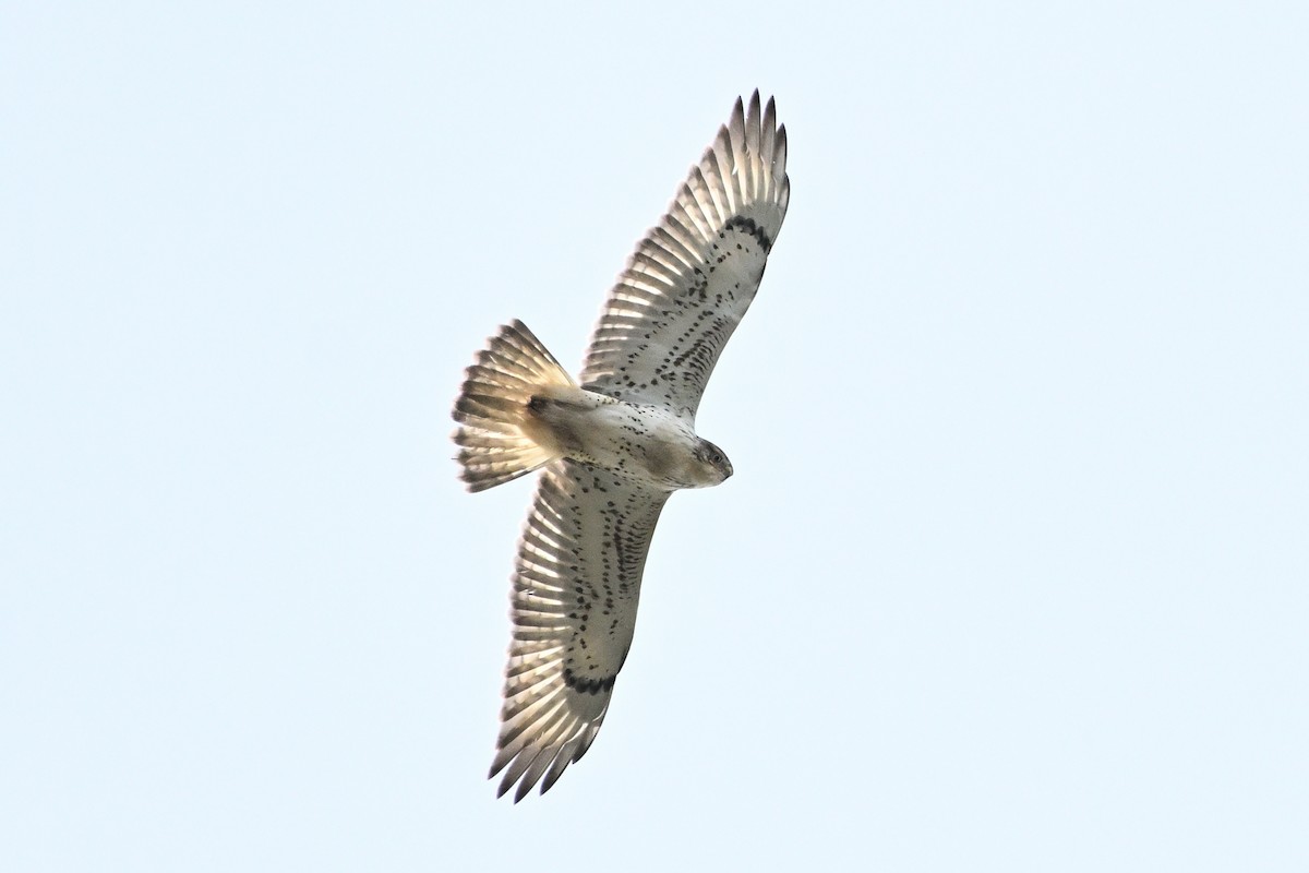 Ferruginous Hawk - ML644125211