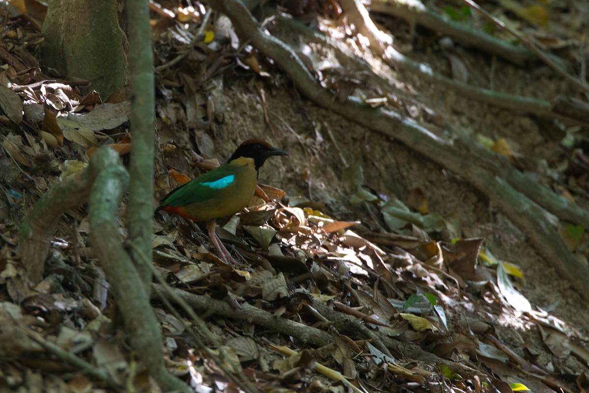 Noisy Pitta - ML644125214