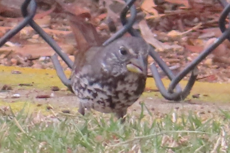 Tilki Renkli Serçe - ML644125215