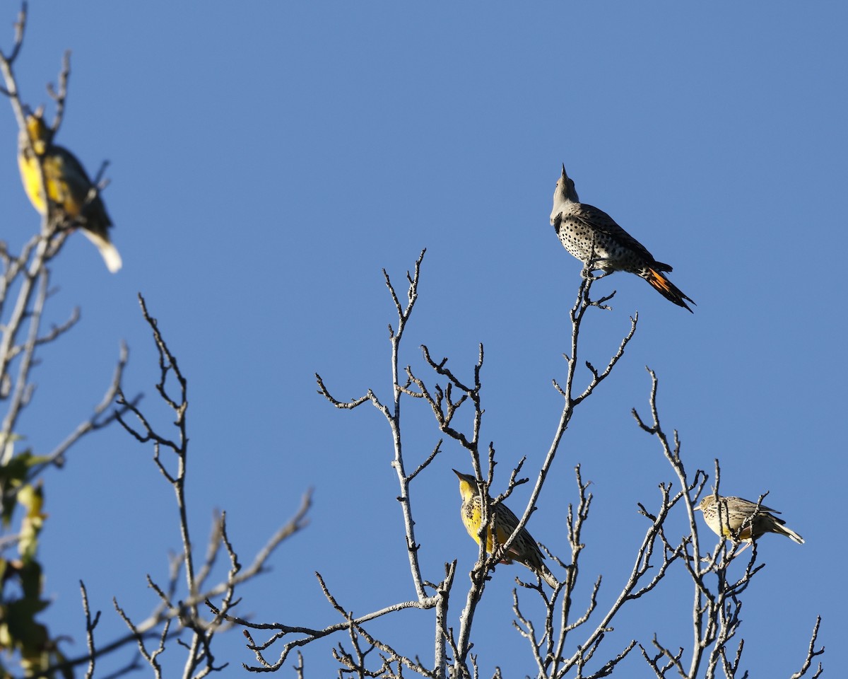Northern Flicker (Red-shafted) - ML644125221