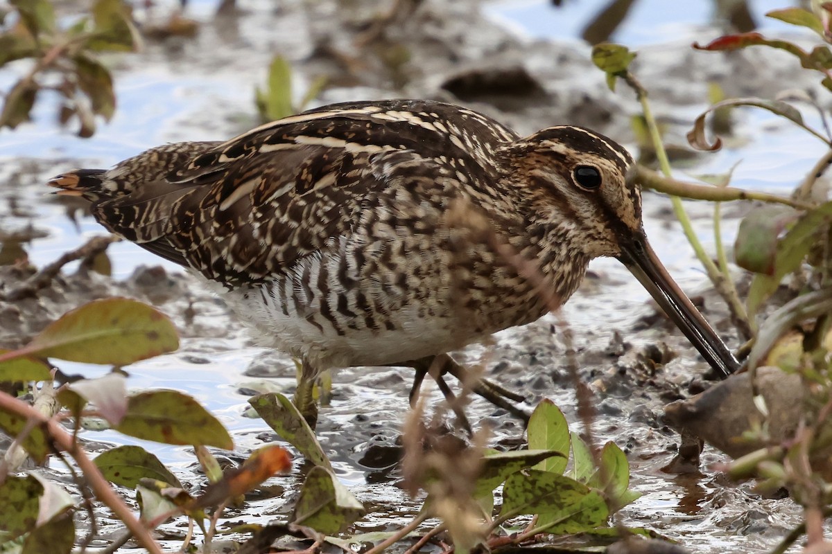 Wilson's Snipe - ML644125225