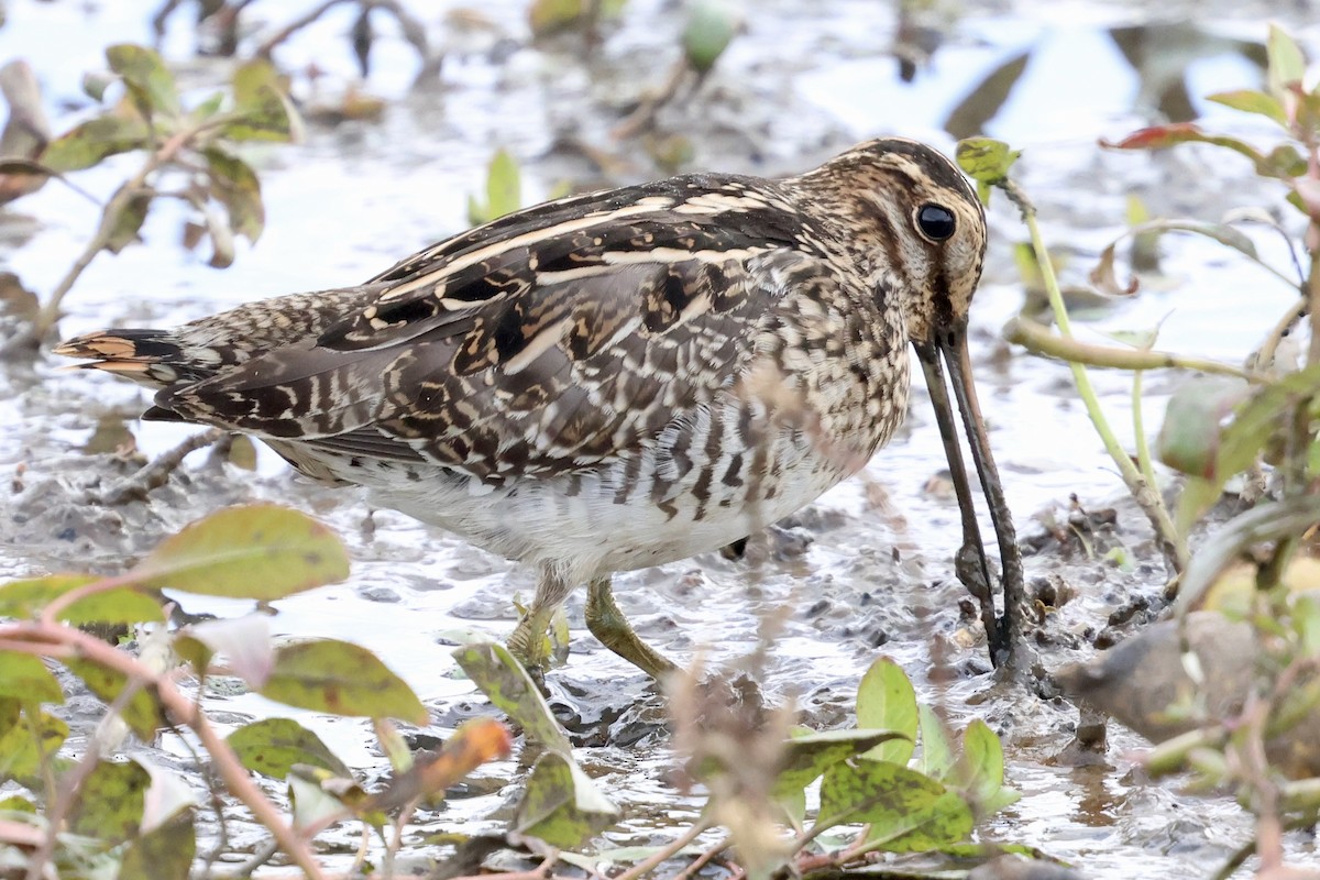 Wilson's Snipe - ML644125226