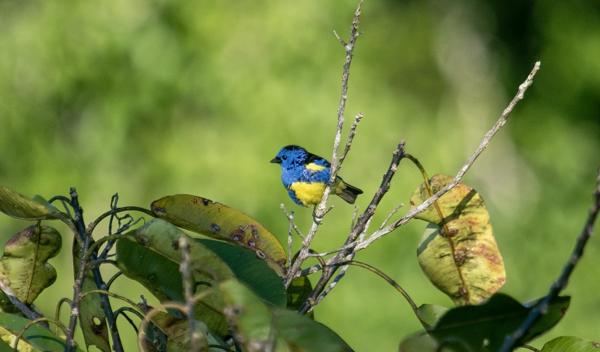 Turquoise Tanager - ML644125229