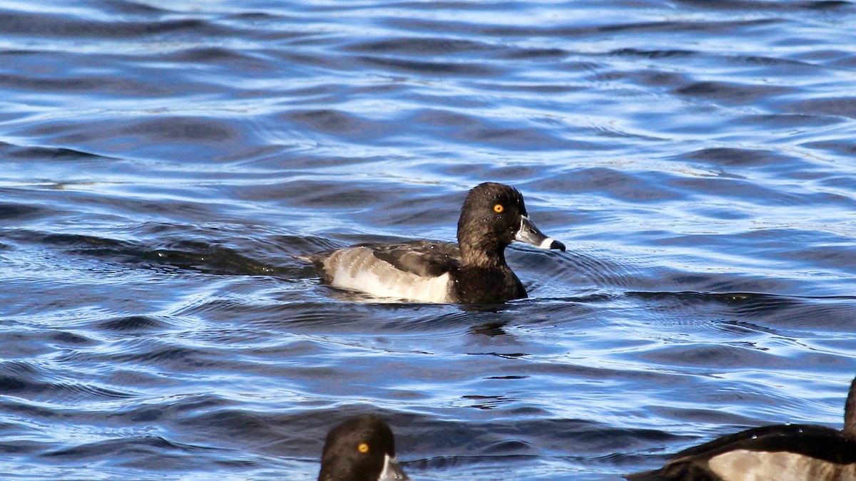 Ring-necked Duck - ML644125255