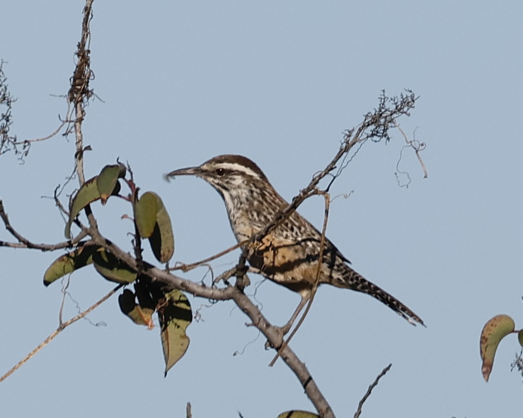 Cactus Wren - ML644125256