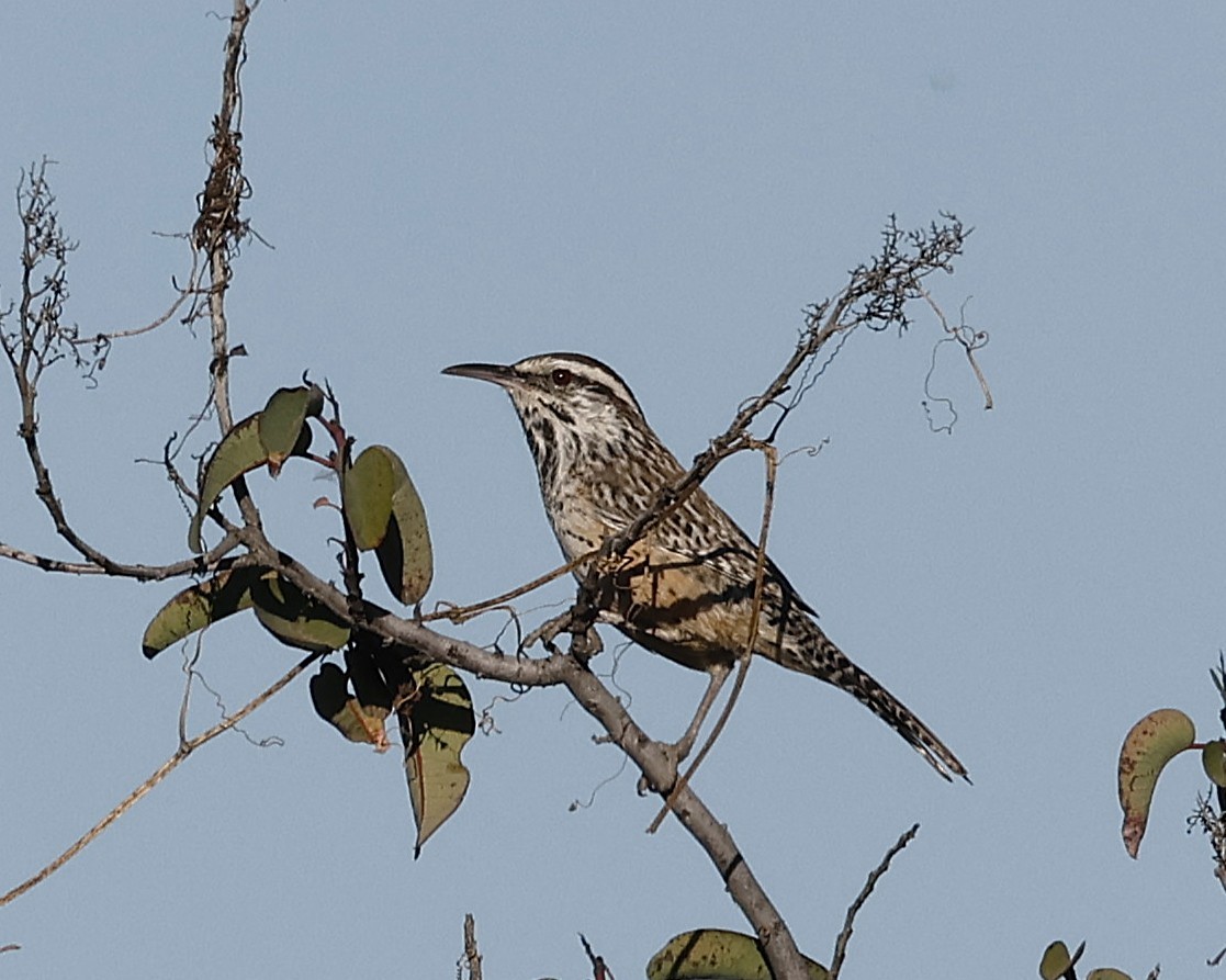 Cactus Wren - ML644125257
