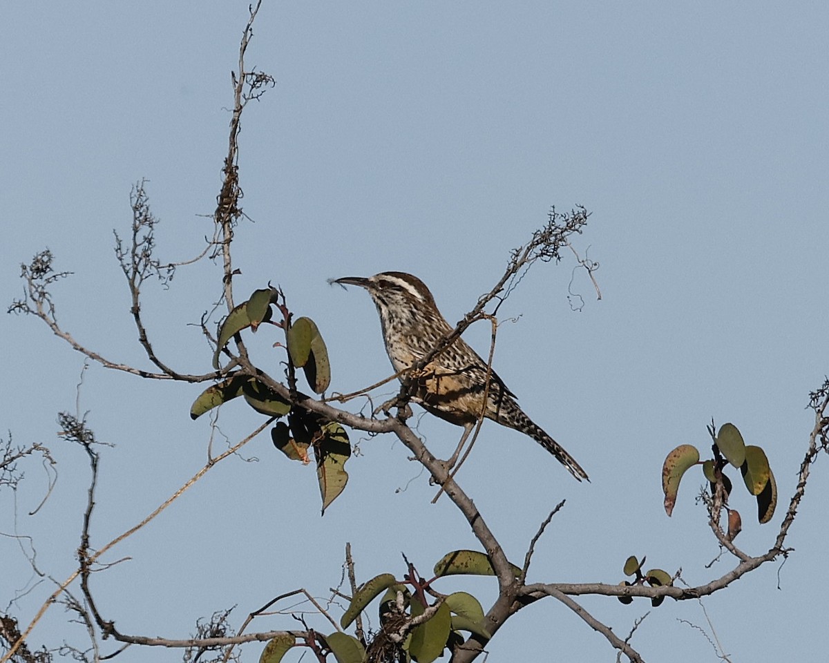Cactus Wren - ML644125258
