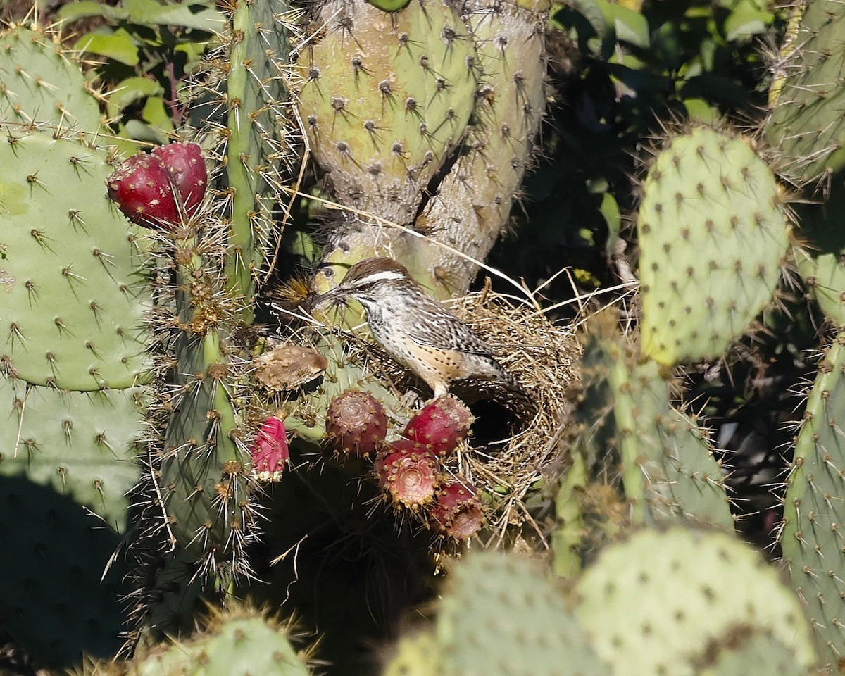 Cactus Wren - ML644125259