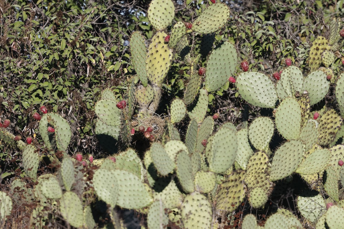Cactus Wren - ML644125260