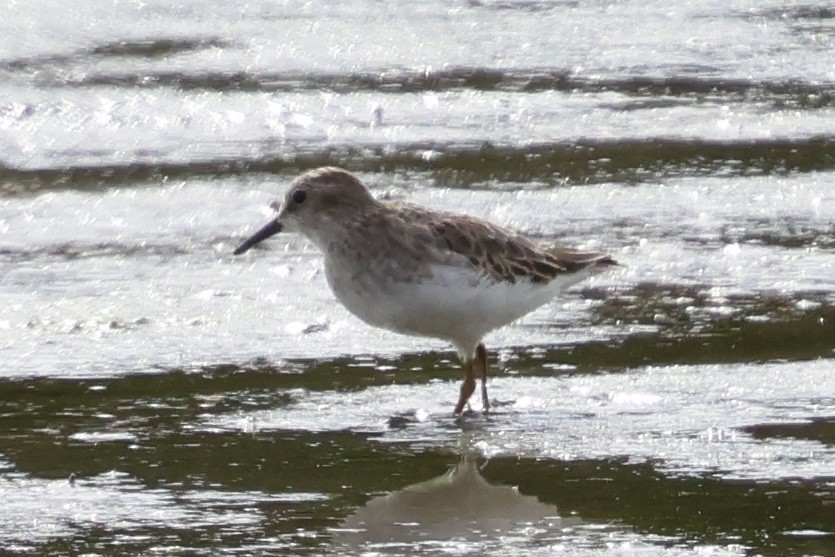 Least Sandpiper - ML644125261