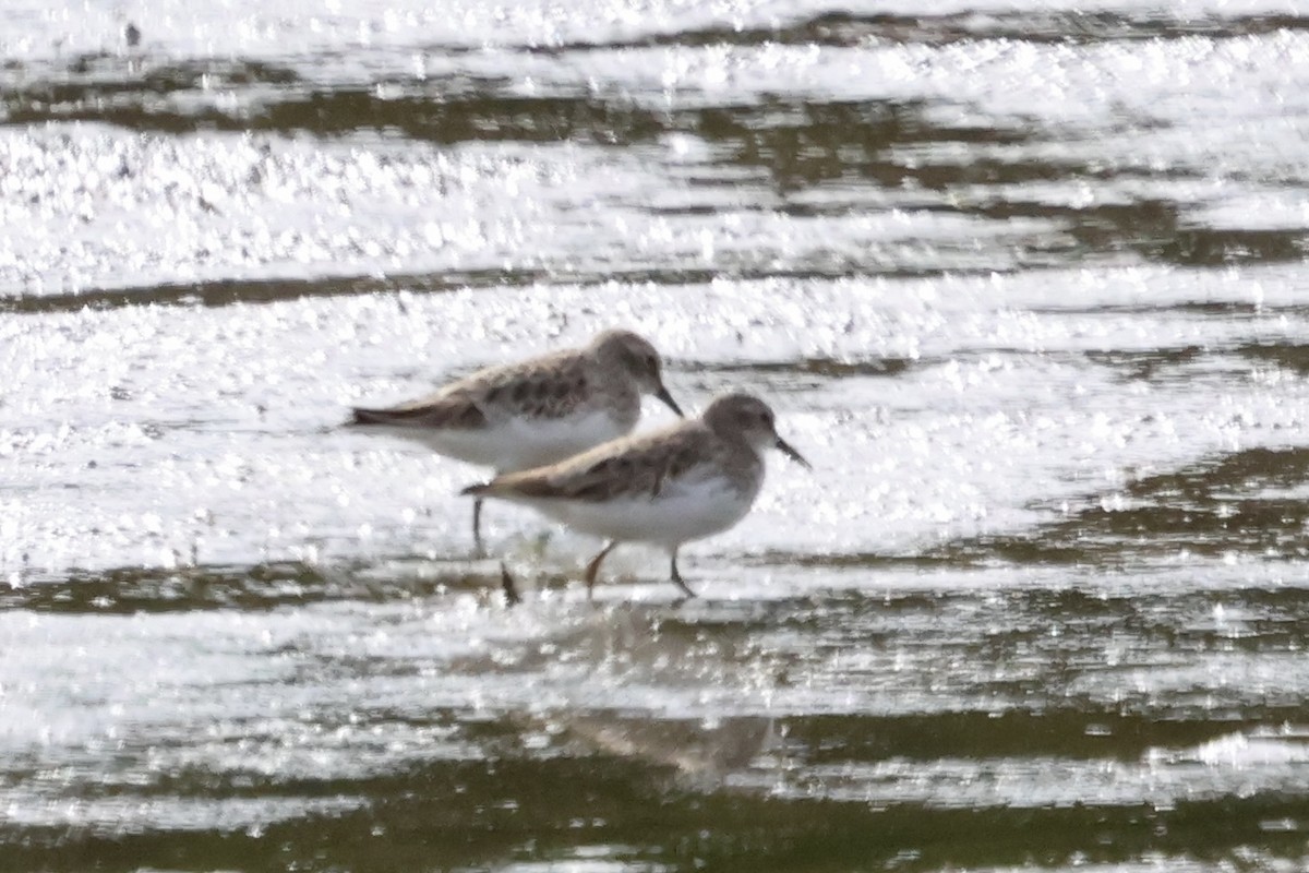 Least Sandpiper - ML644125262