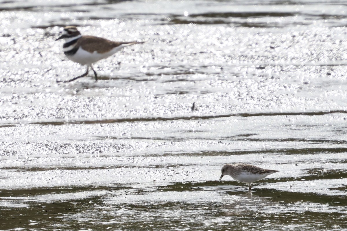Least Sandpiper - ML644125263