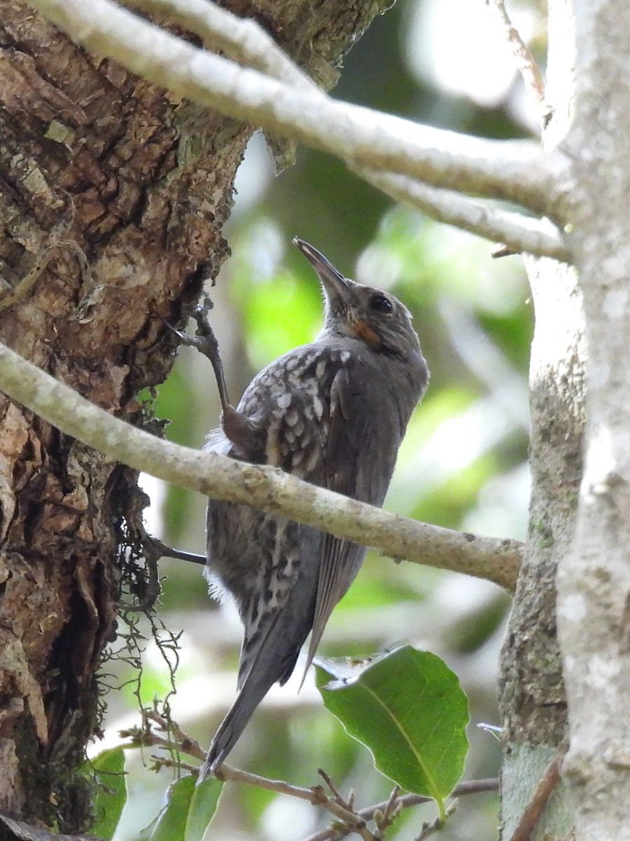White-throated Treecreeper - ML644125266