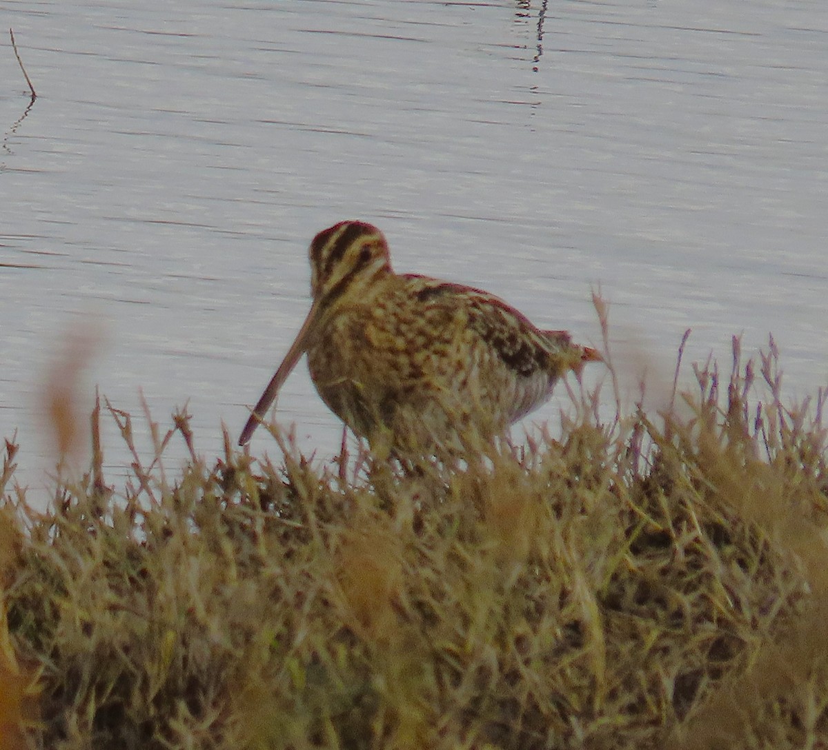 Wilson's Snipe - ML644125268