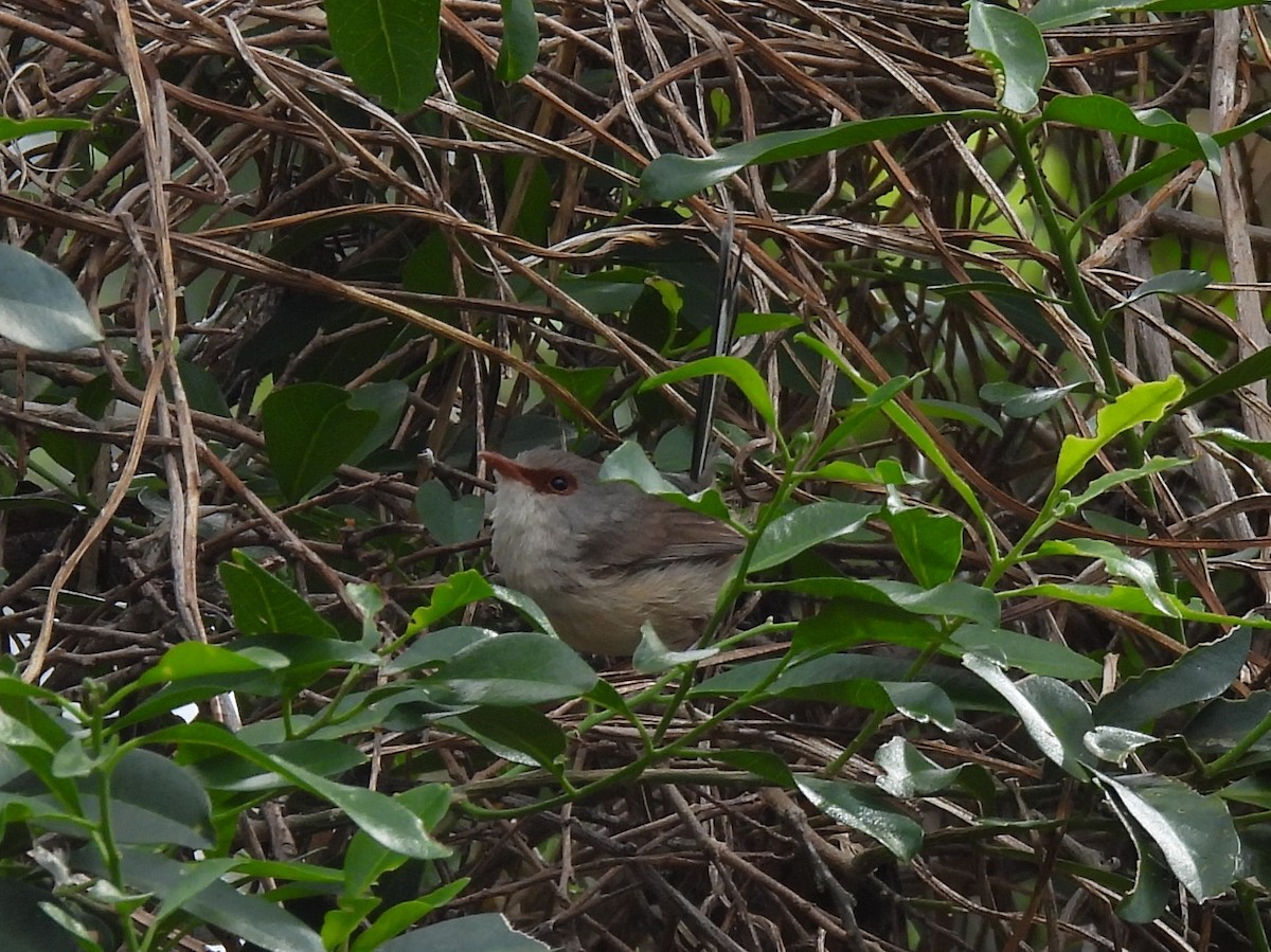 Variegated Fairywren - ML644125275