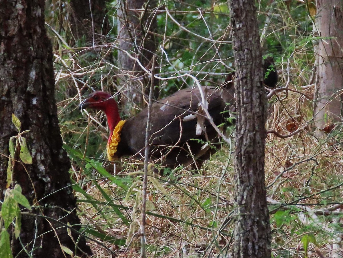 Australian Brushturkey - ML644125277