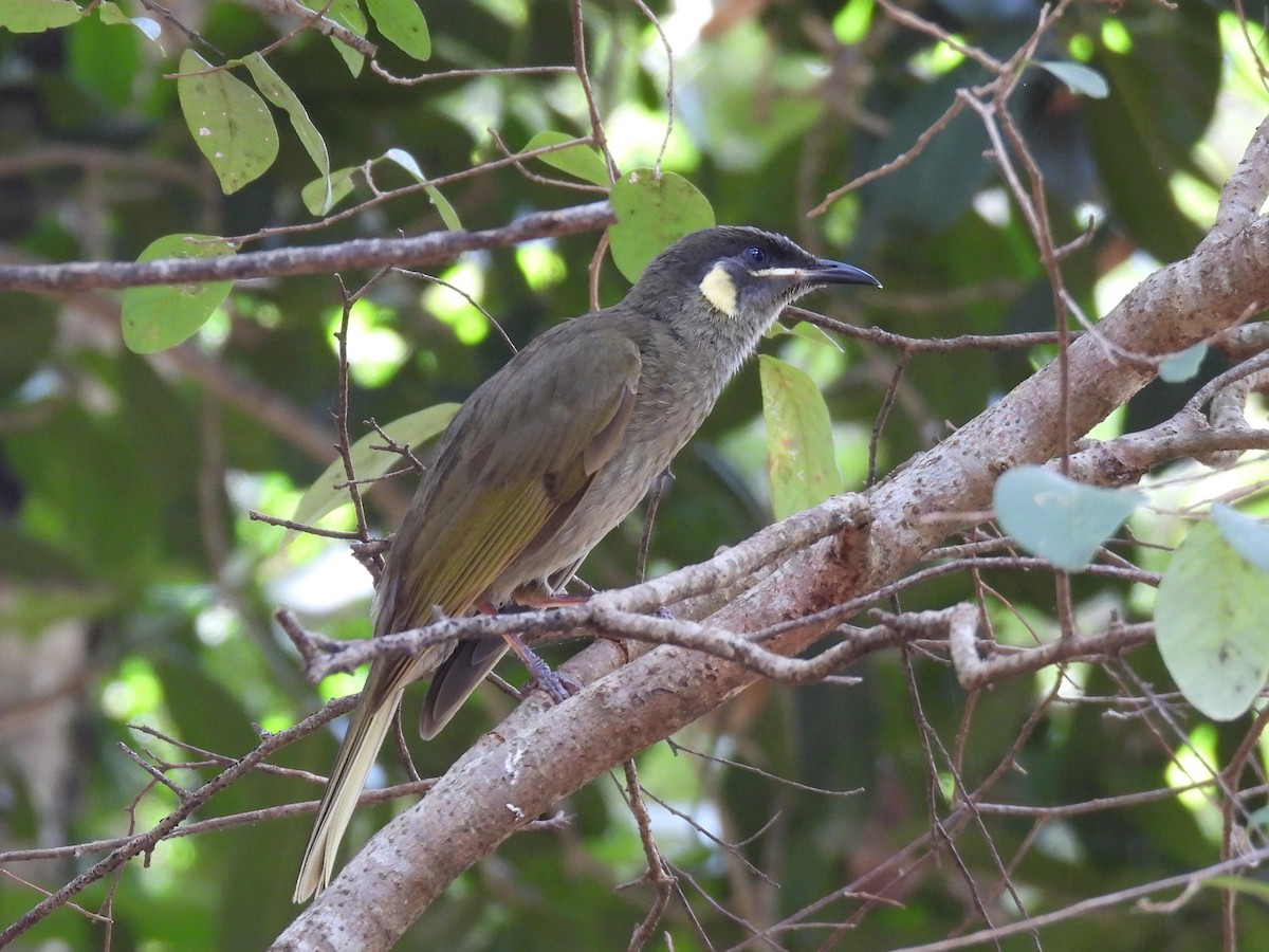 Lewin's Honeyeater - ML644125280
