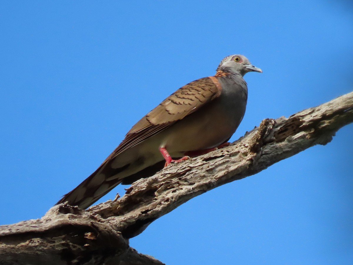 Bar-shouldered Dove - ML644125289