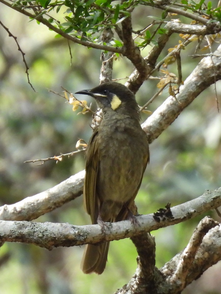 Lewin's Honeyeater - ML644125290