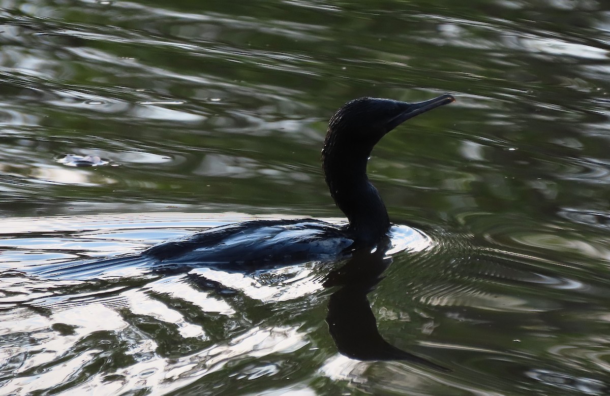 Little Black Cormorant - ML644125298