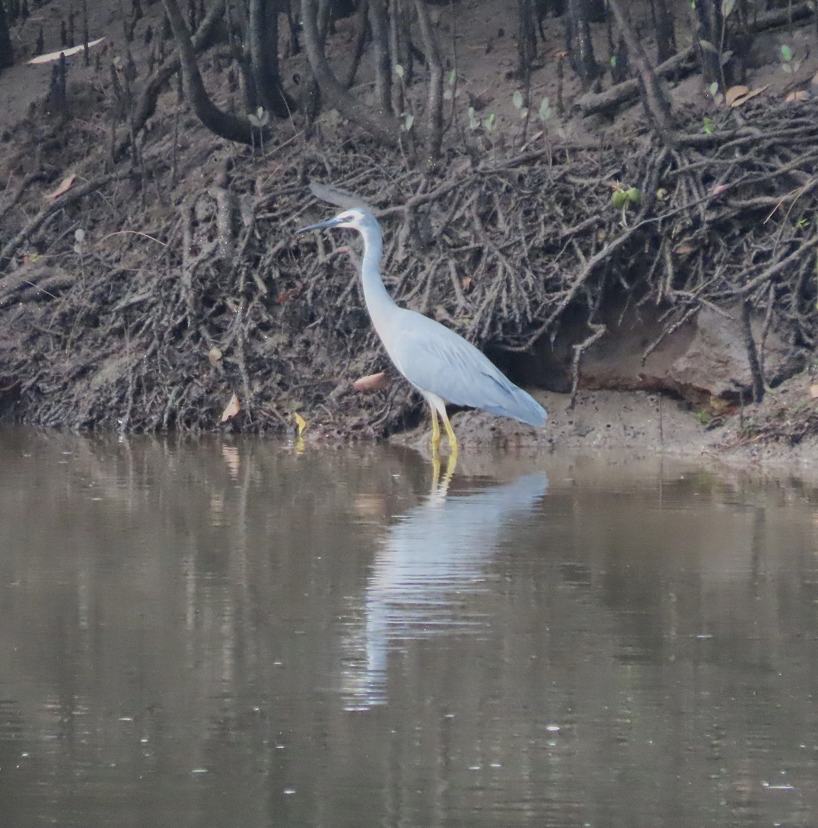 White-faced Heron - ML644125307