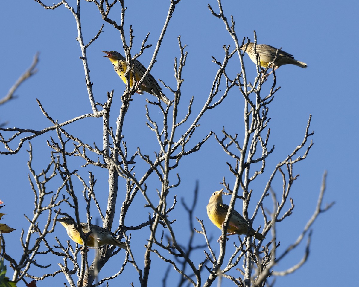 Western Meadowlark - ML644125309