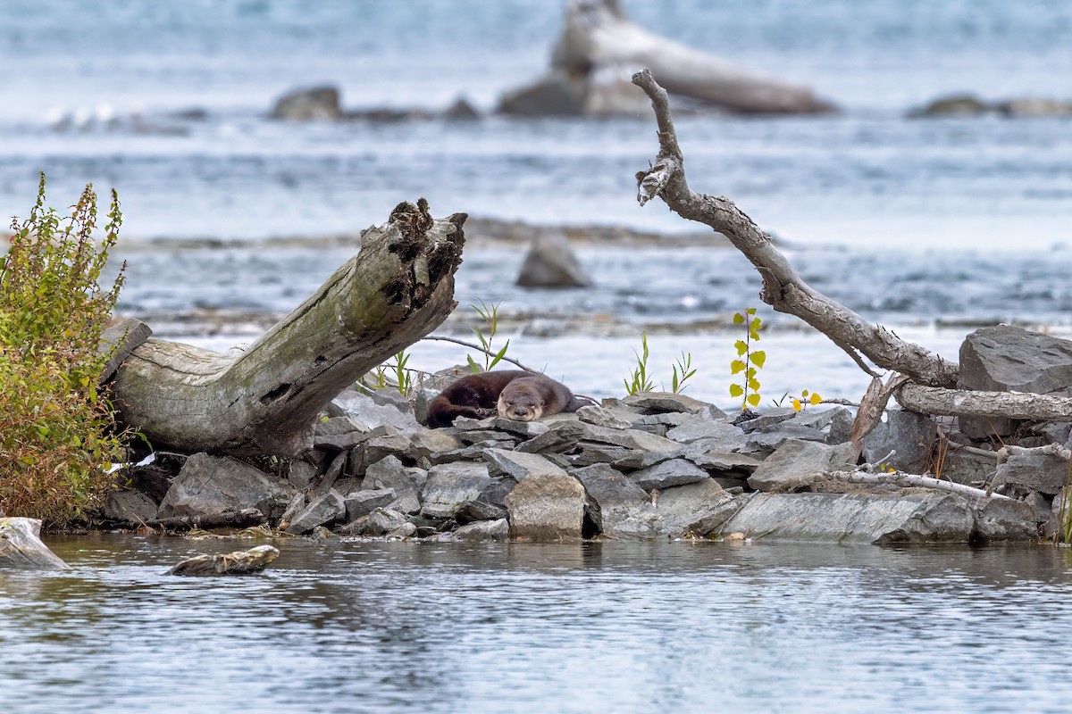 North American River Otter - ML644125312