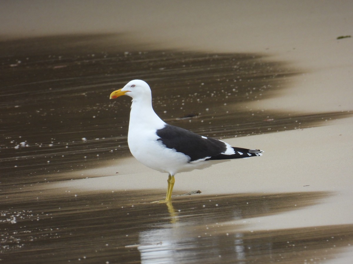Kelp Gull - ML644125321