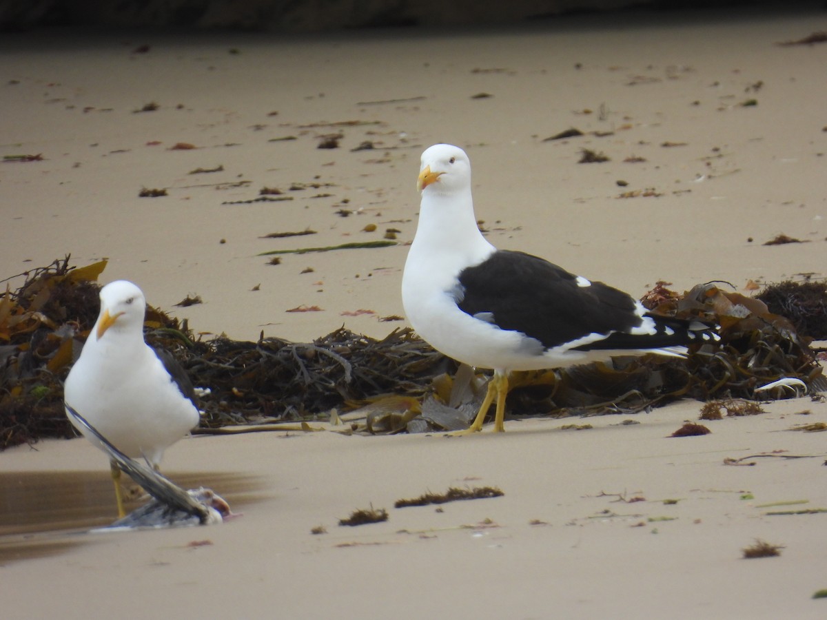 Kelp Gull - ML644125322