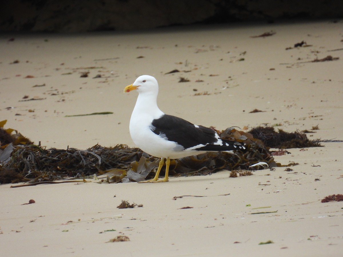 Kelp Gull - ML644125323