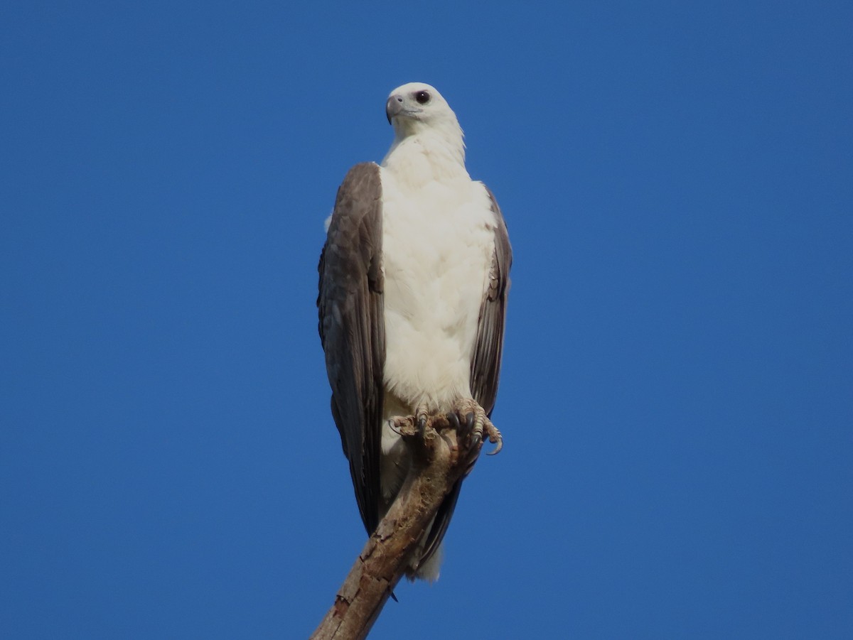 White-bellied Sea-Eagle - ML644125328