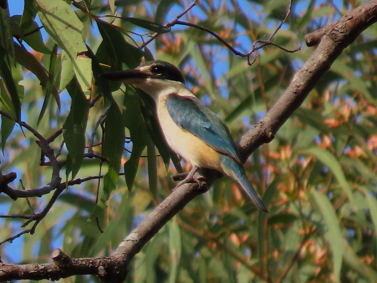 Sacred Kingfisher - ML644125335