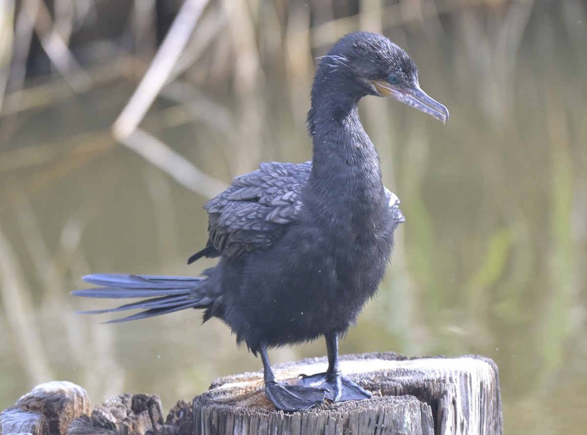 Neotropic Cormorant - ML644125336