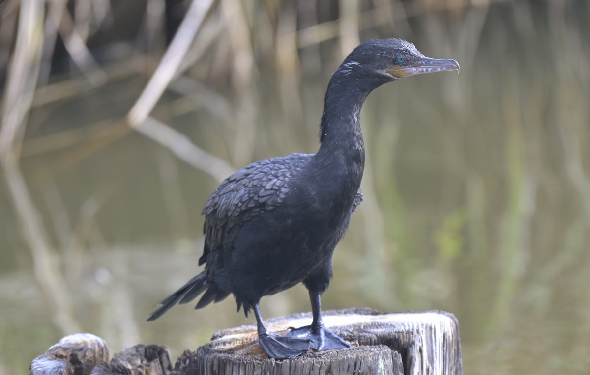 Neotropic Cormorant - ML644125337
