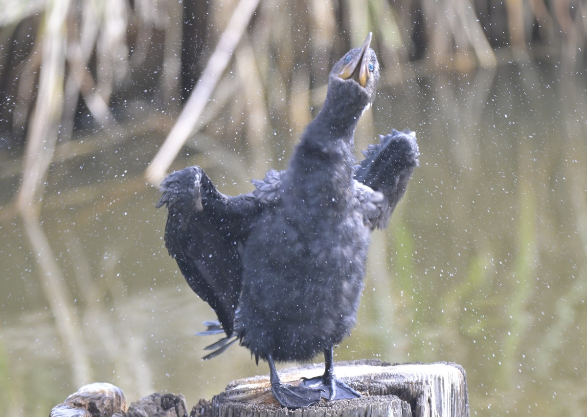 Neotropic Cormorant - ML644125338