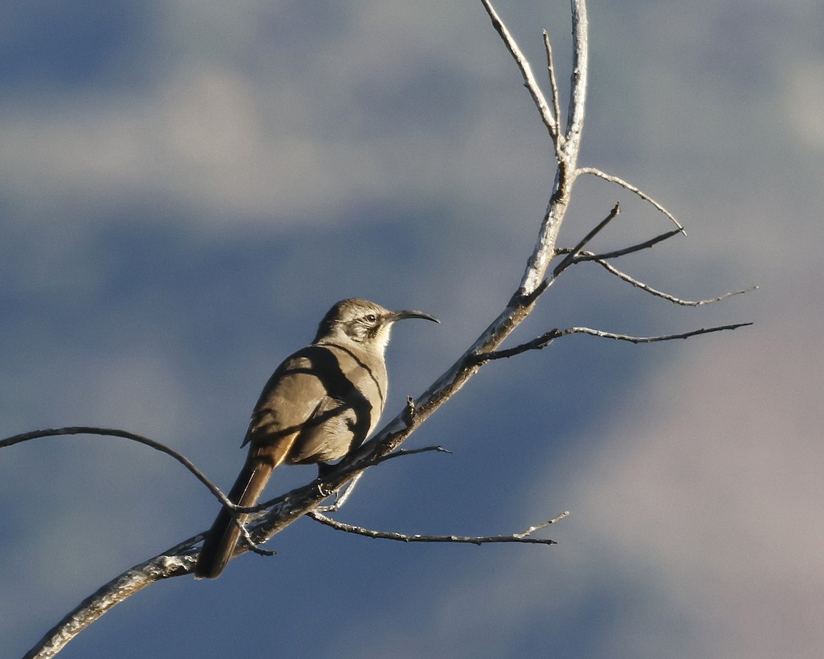California Thrasher - ML644125341