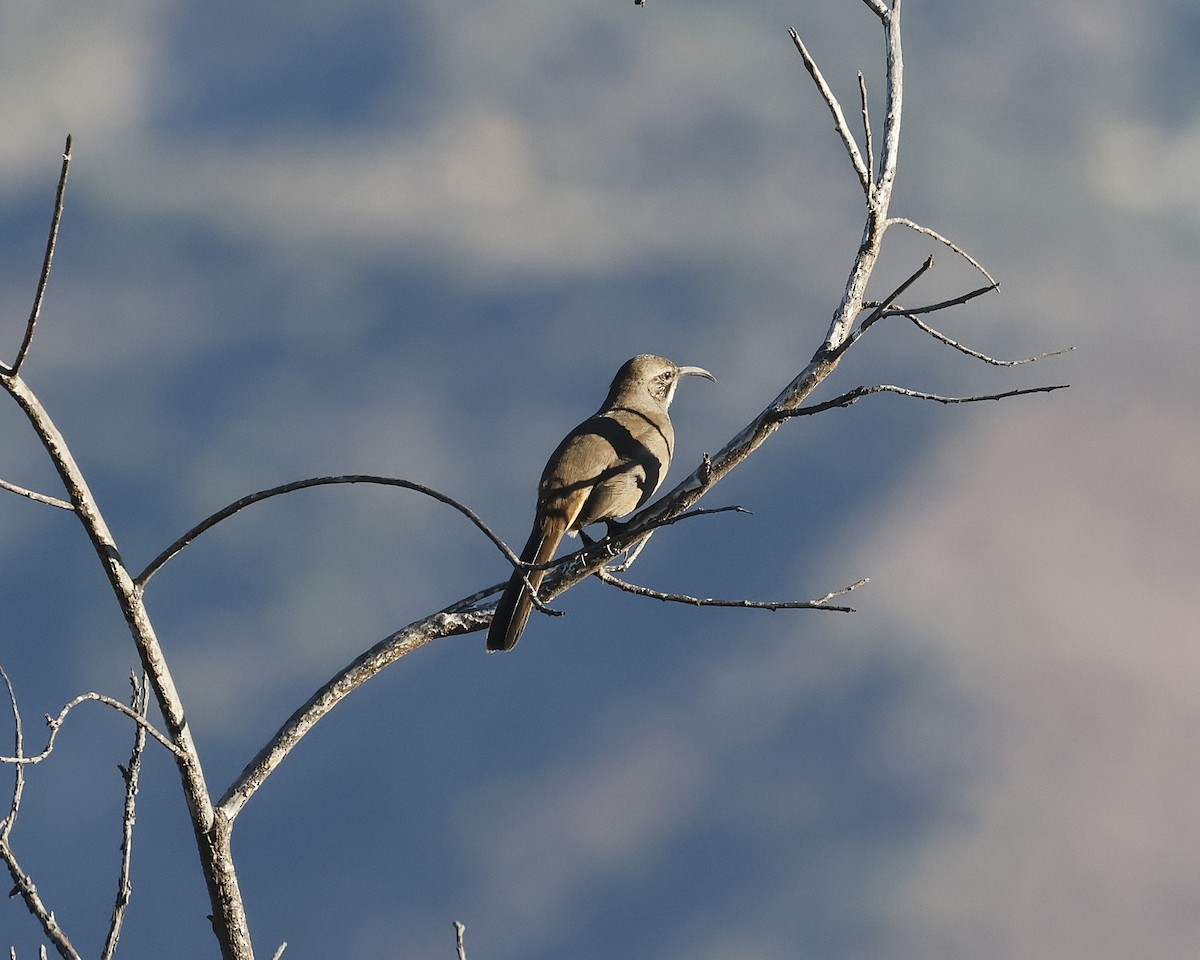 California Thrasher - ML644125342