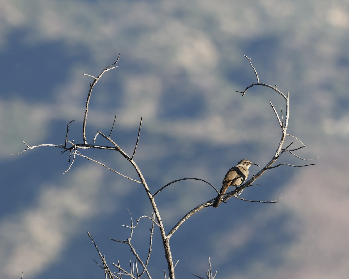 California Thrasher - ML644125343