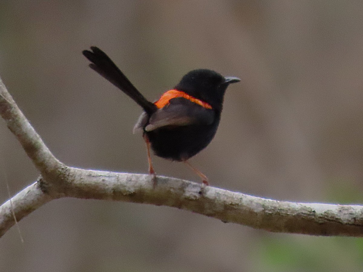 Red-backed Fairywren - ML644125346
