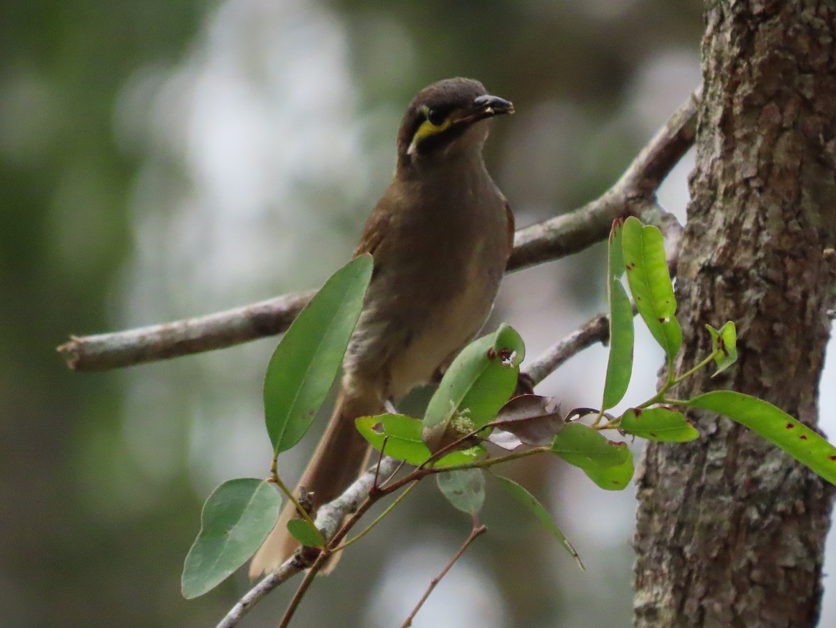 Yellow-faced Honeyeater - ML644125357